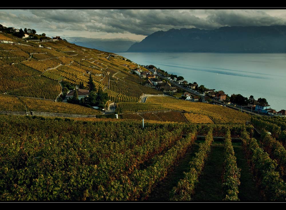 ___Lavaux___