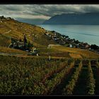 ___Lavaux___