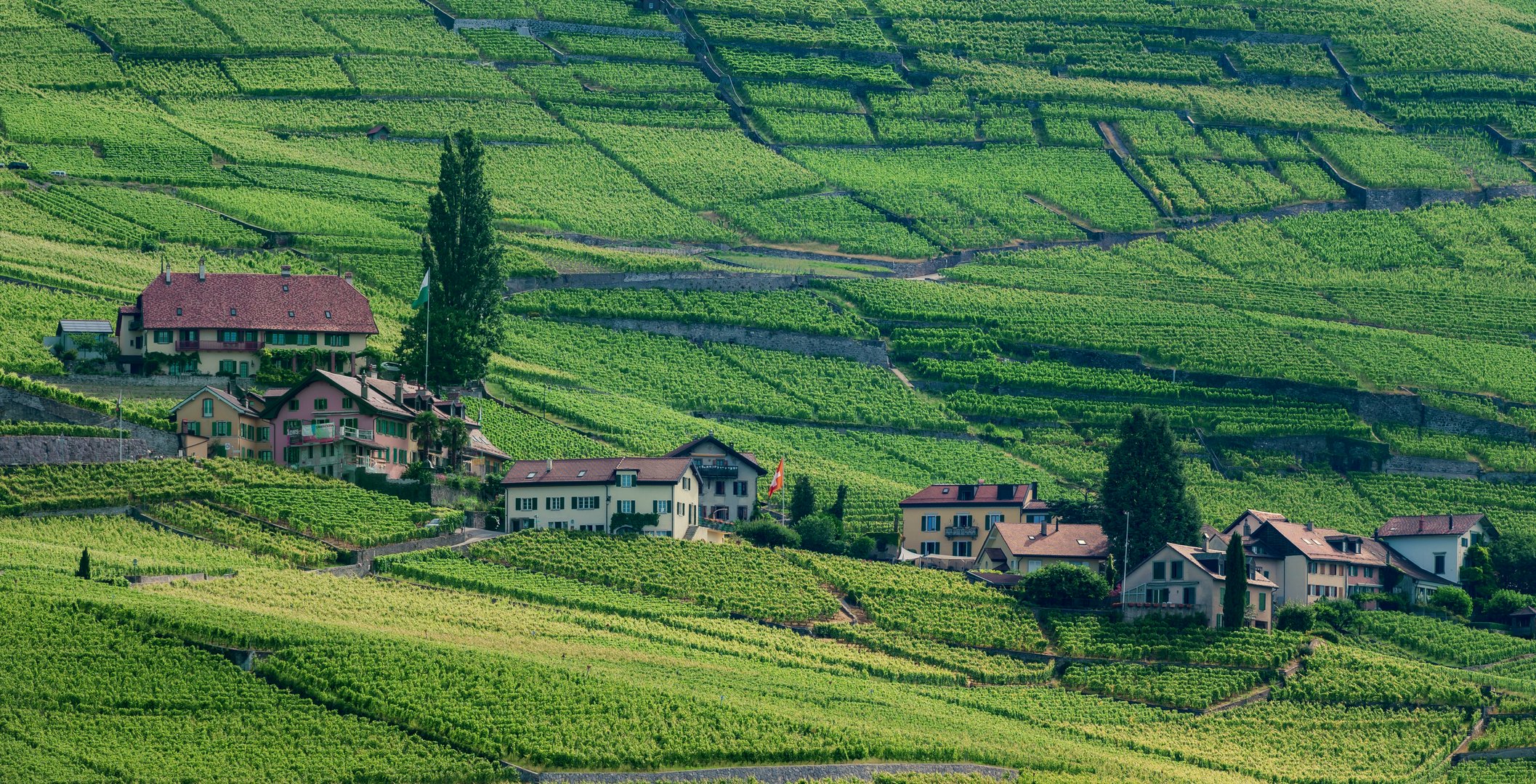 Lavaux am Genfersee