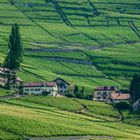 Lavaux am Genfersee