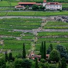 Lavaux am Genfersee