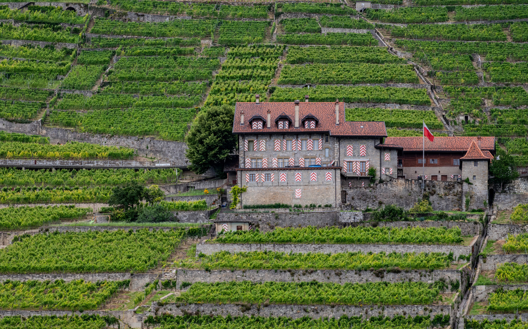 Lavaux am Genfersee