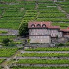 Lavaux am Genfersee