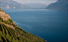 ~ Lavaux ~