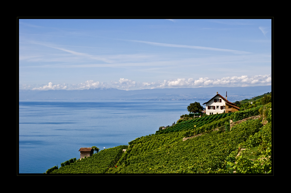 Lavaux