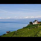 Lavaux