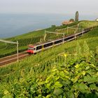 Lavaux