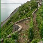 Lavaux zwei