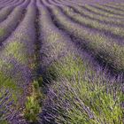 Lavendar Rows