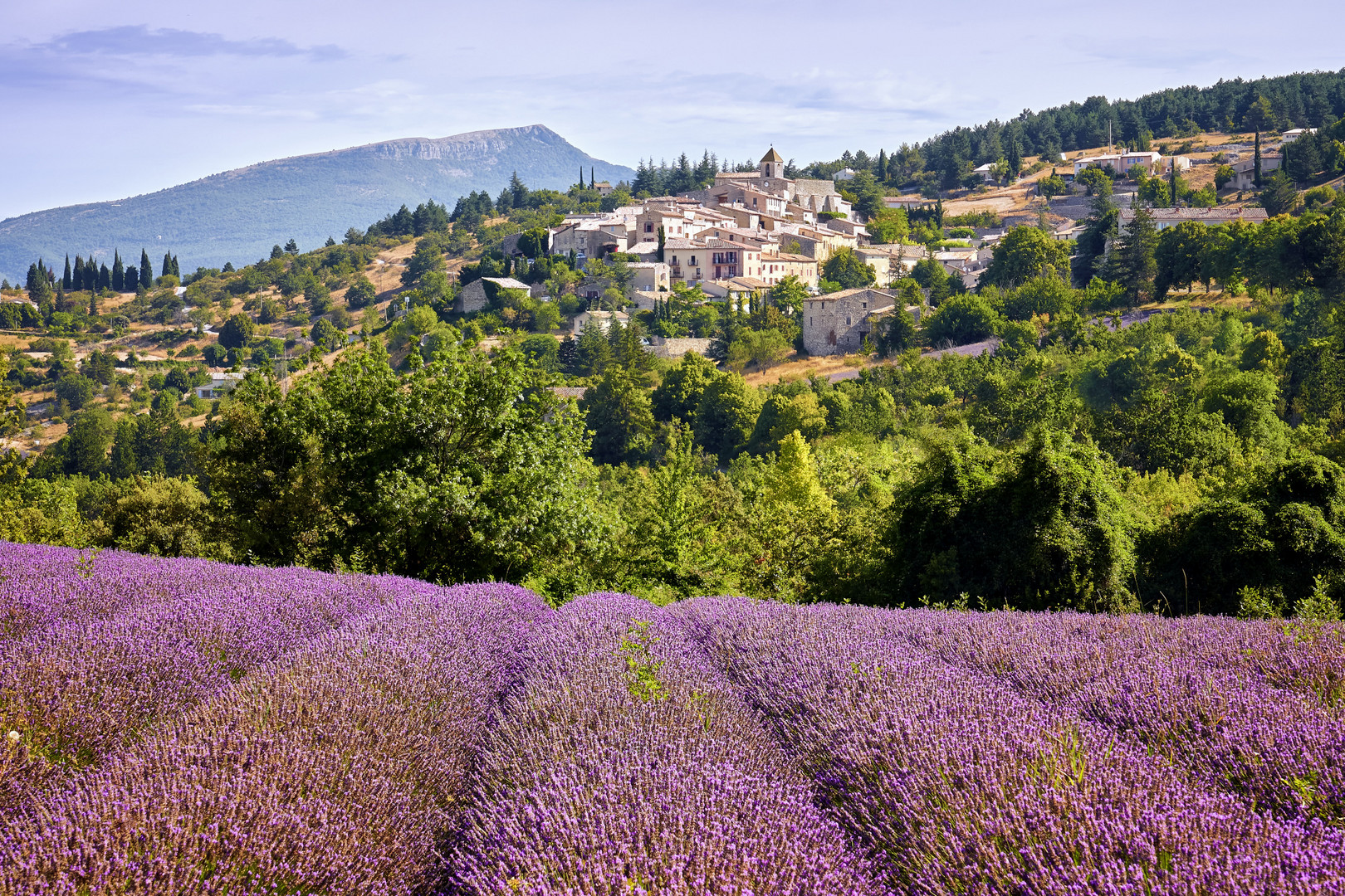 Lavende