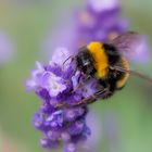 Lavendeblüte mit Hummel. 