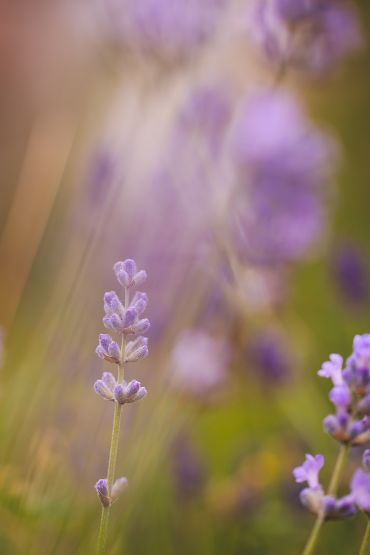 Lavendel