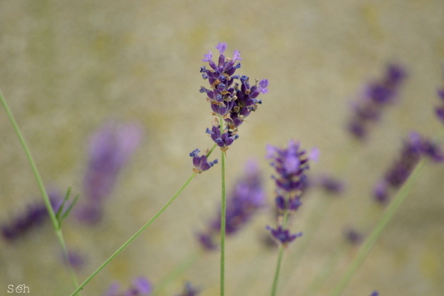 Lavendel