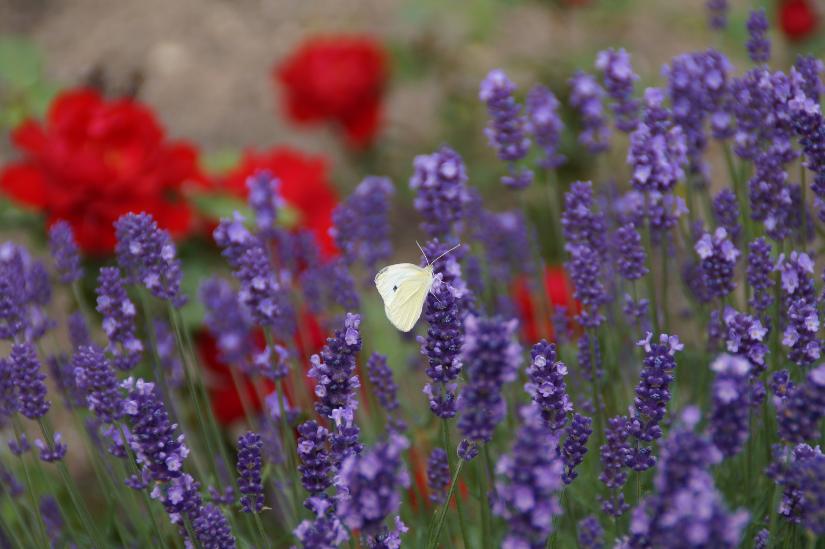 Lavendel