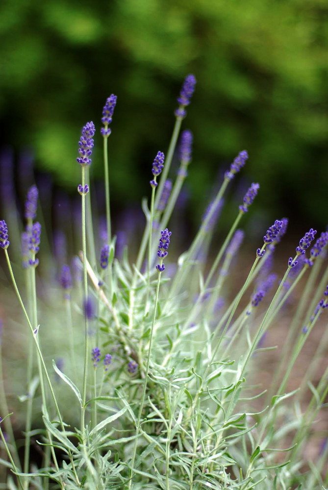 Lavendel