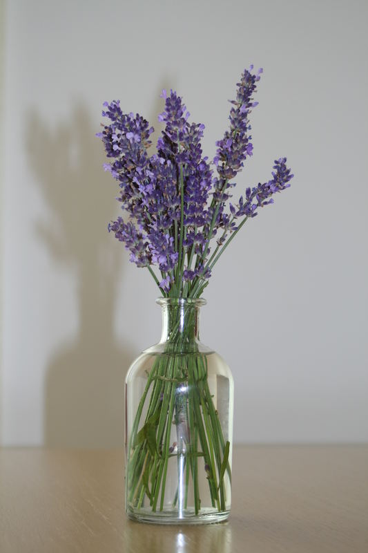 Lavendel