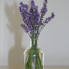 Lavendel