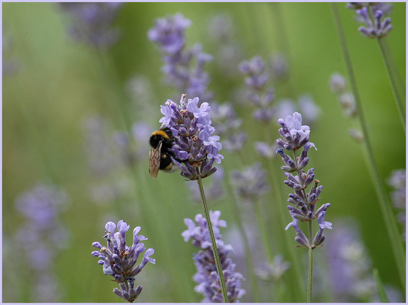 Lavendel