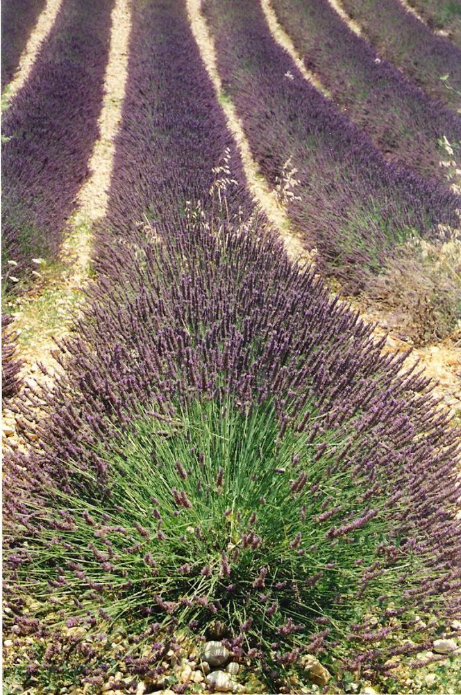 Lavendel