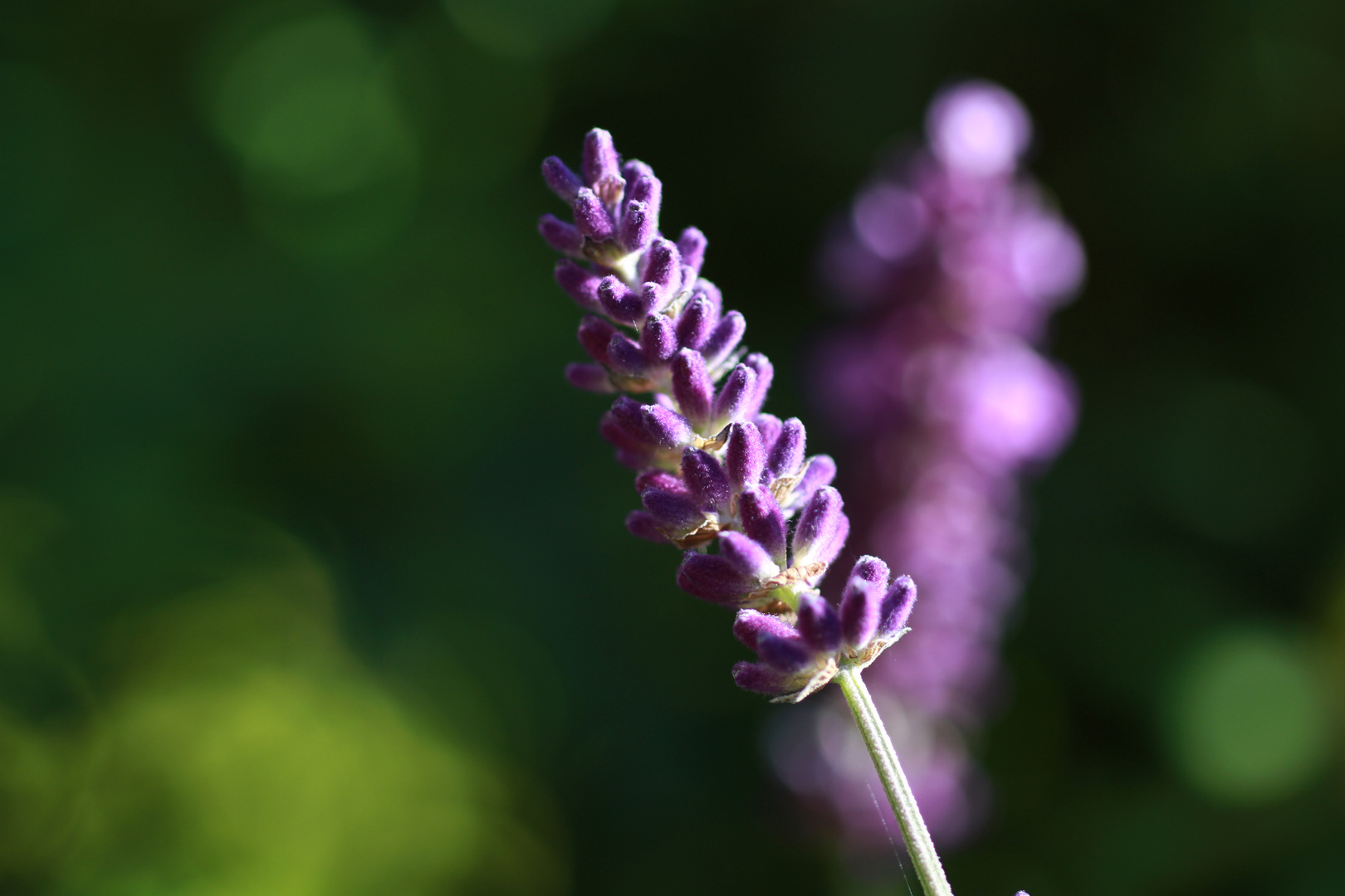 Lavendel