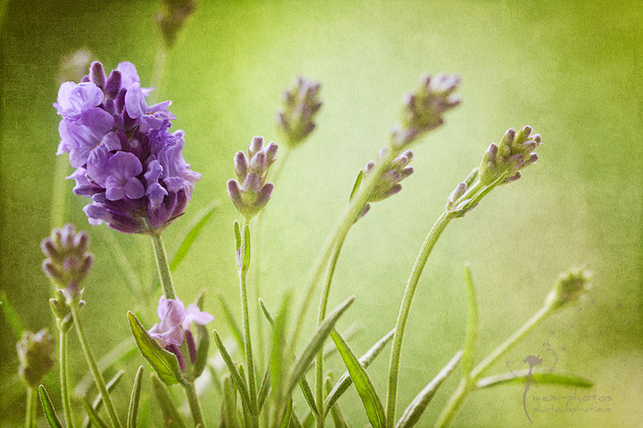 Lavendel