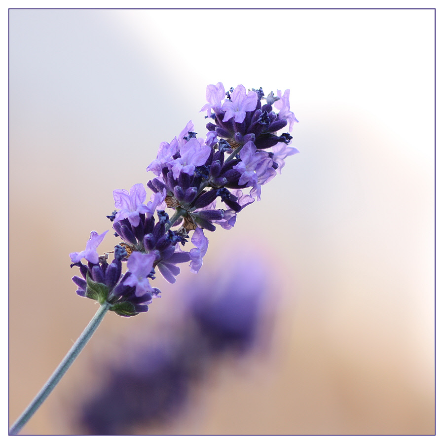 Lavendel