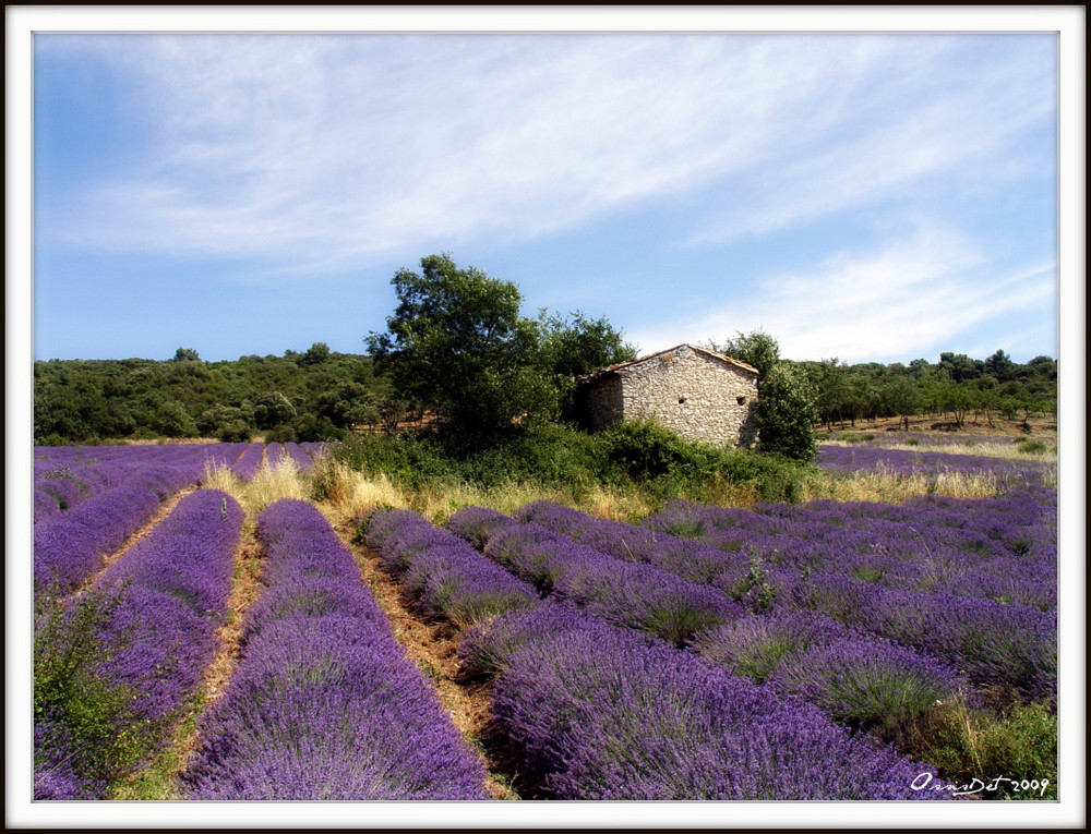 Lavendel