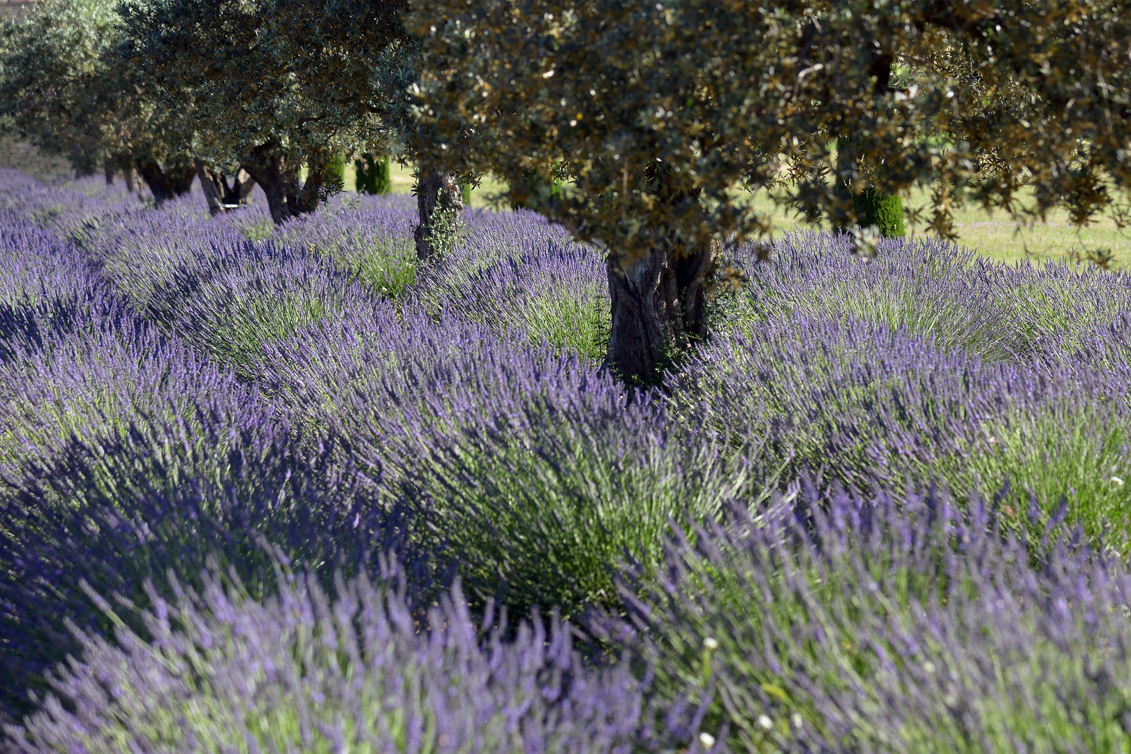 Lavendel...