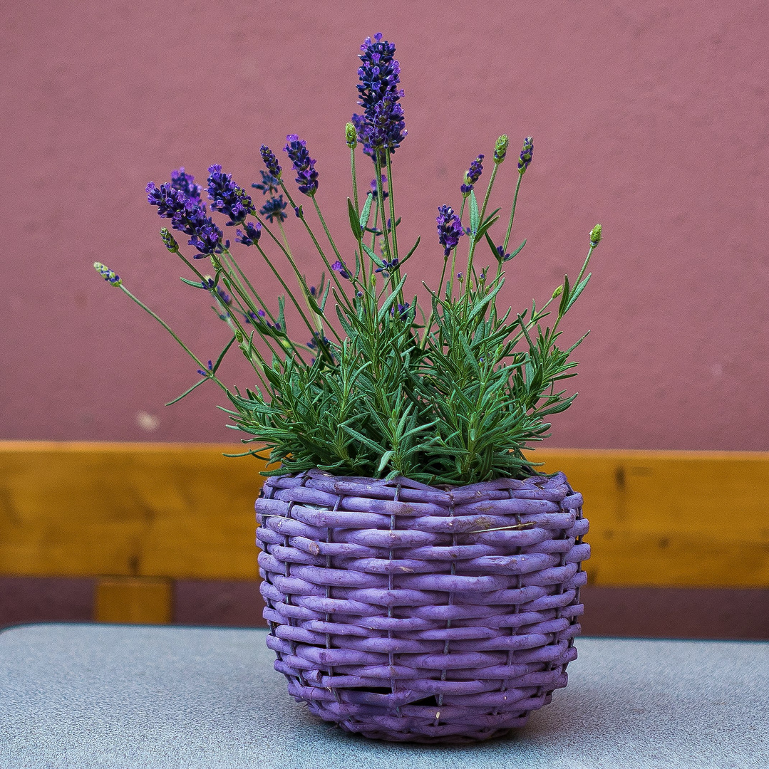 Lavendel