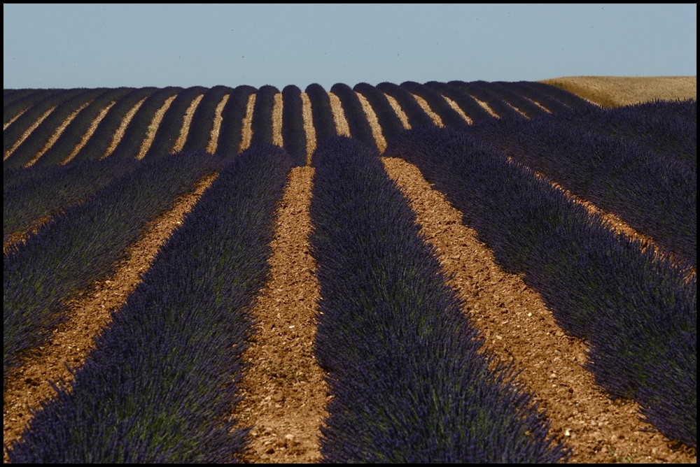 Lavendel