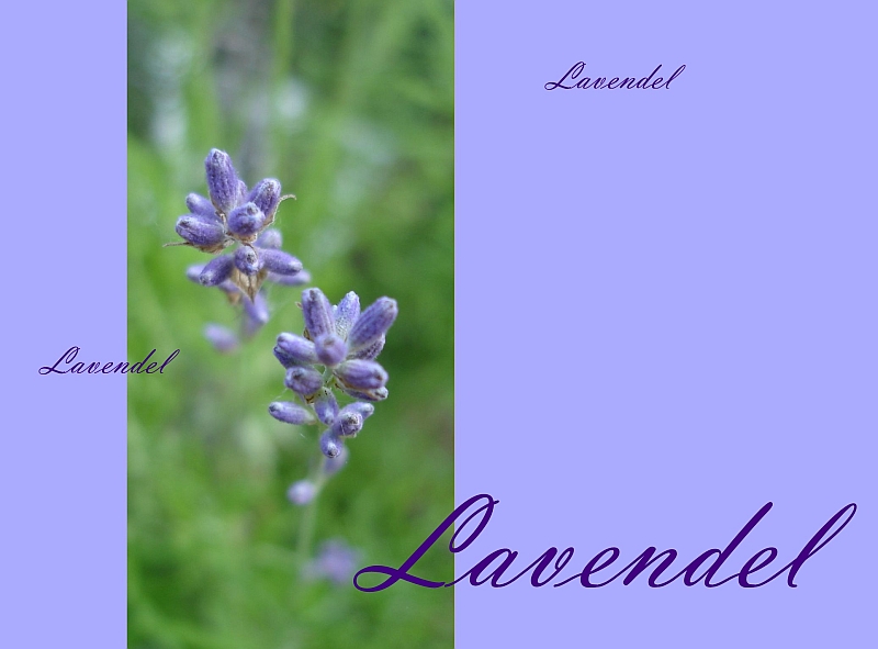 Lavendel