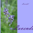 Lavendel