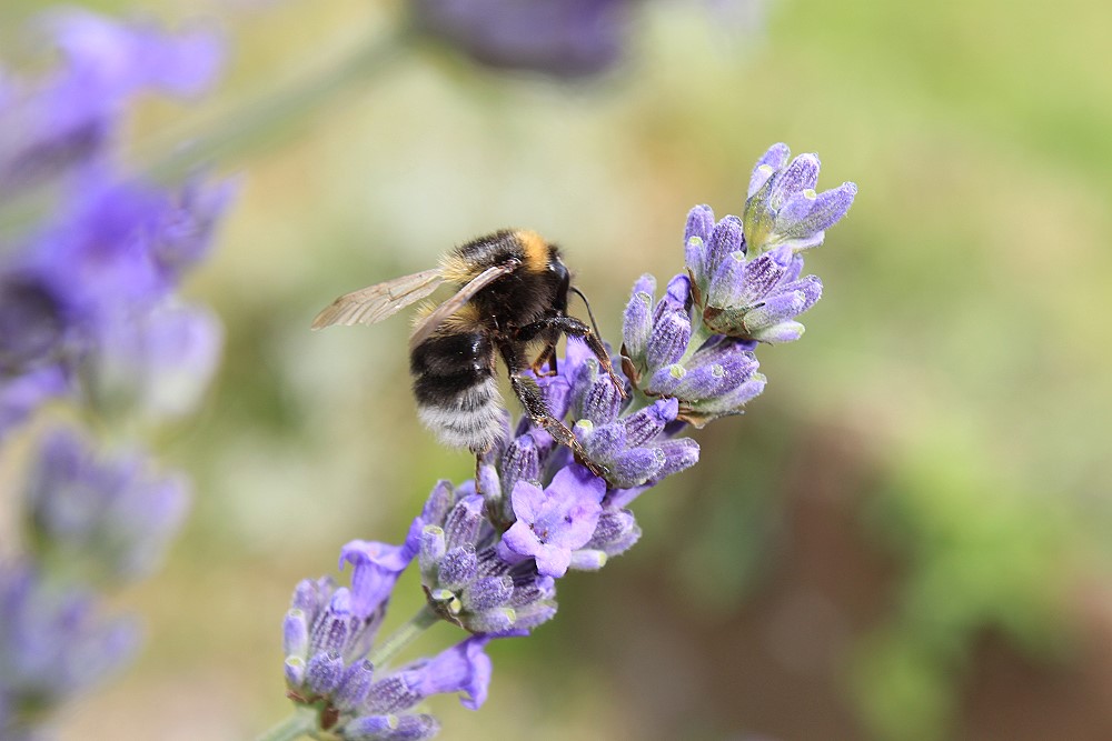 Lavendel