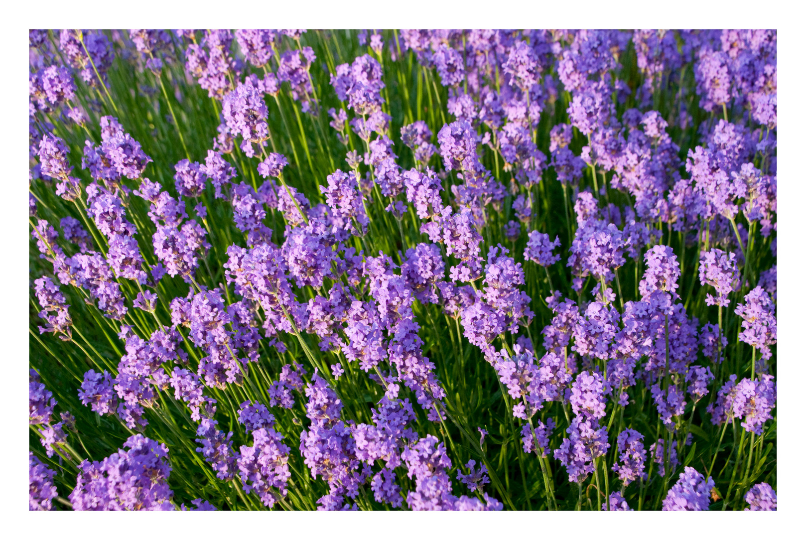 Lavendel