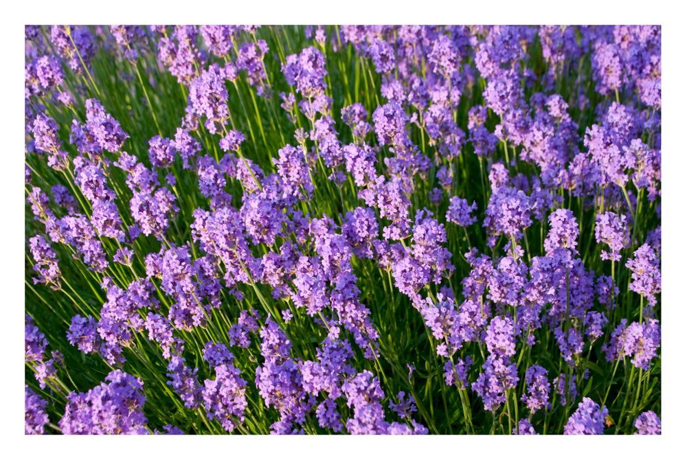 Lavendel