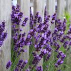 Lavendel