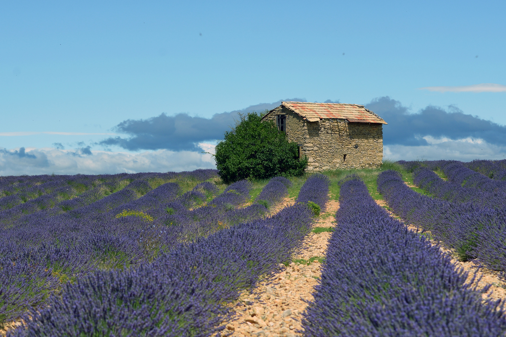 Lavendel