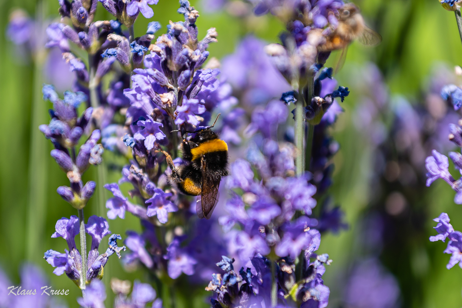 Lavendel ...