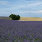 Lavendel