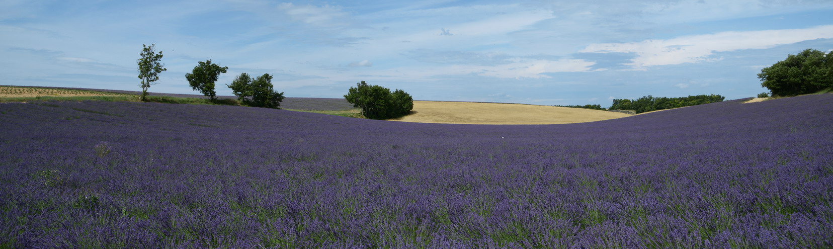 Lavendel