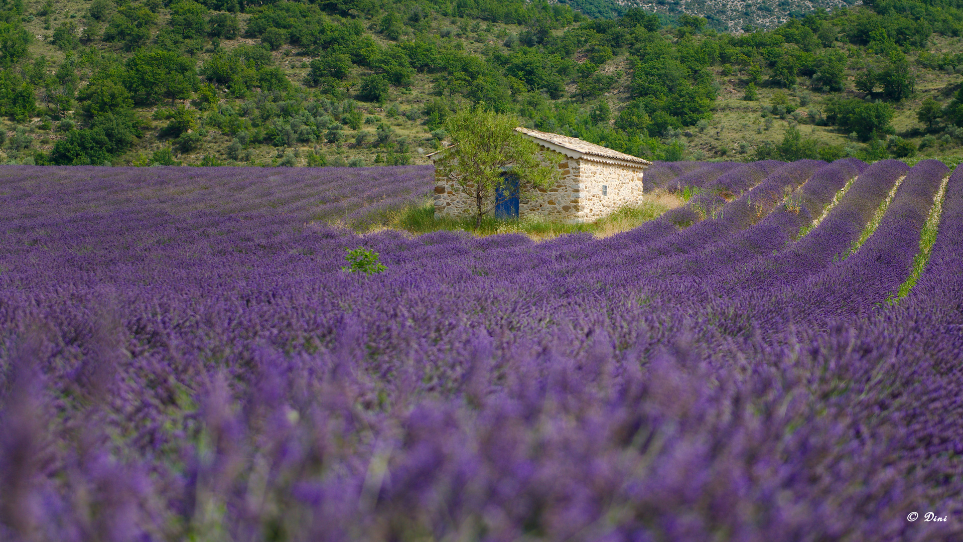 Lavendel