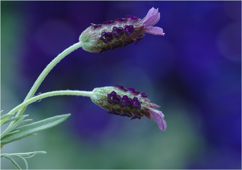 Lavendel