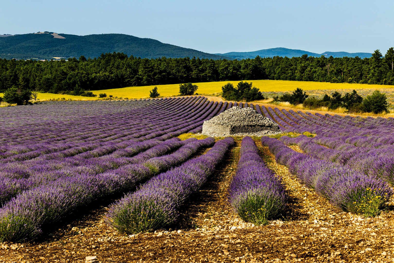 Lavendel 1