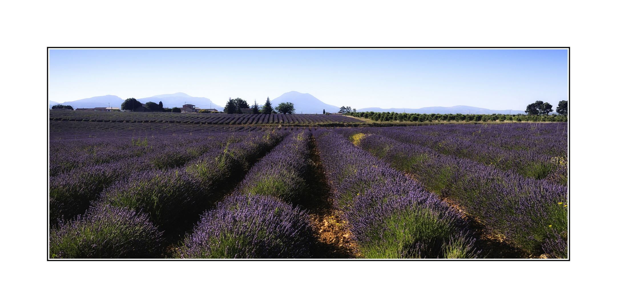 Lavendel 1