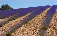 Lavendel 1