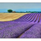 Lavendel 1