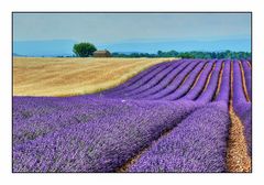 Lavendel 1