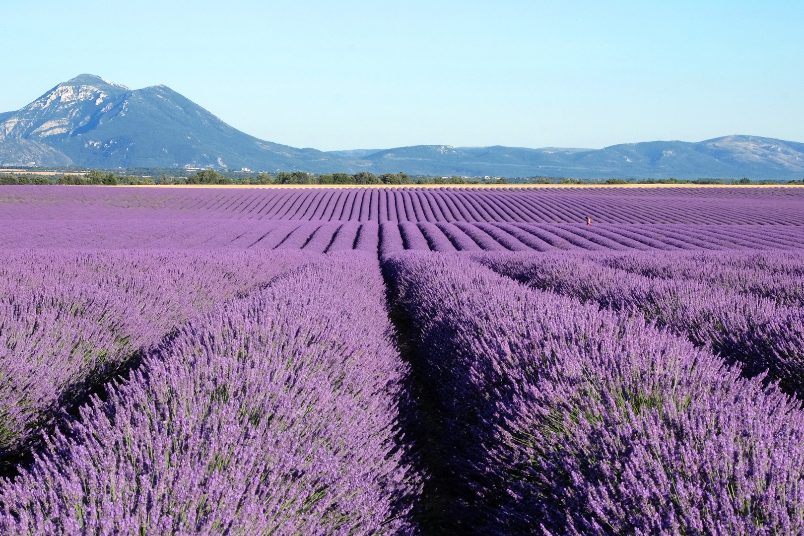 Lavendel 1