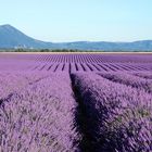 Lavendel 1