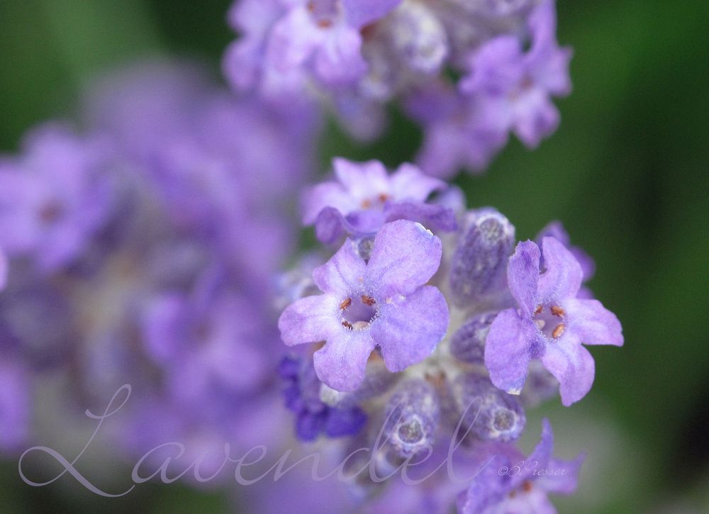 Lavendel